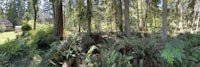 a 360 degree view of a forest with trees and ferns